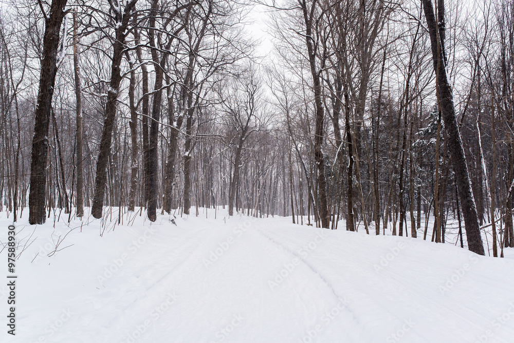 deserted path covered of snow of the Mont-Royal park in Montreal during winter