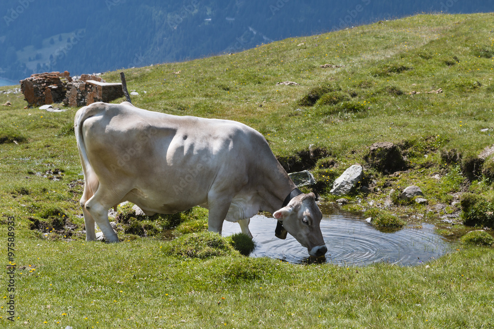 Cow Drinking in Mountain Landscape