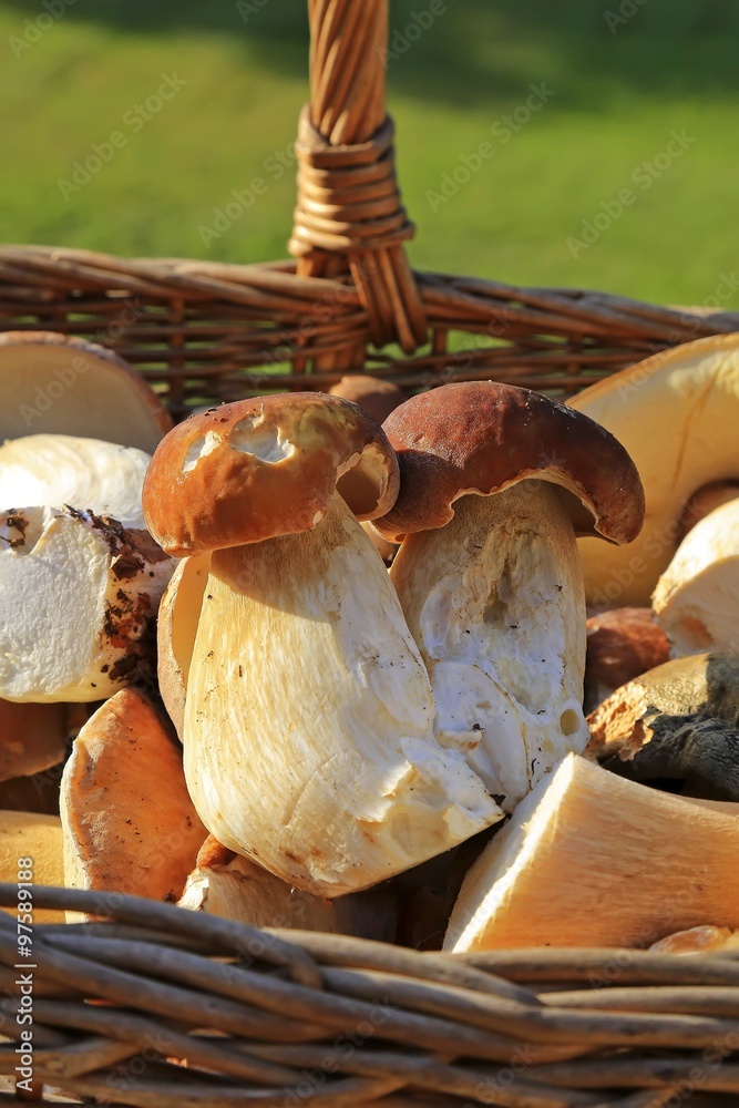 Panier de cèpes