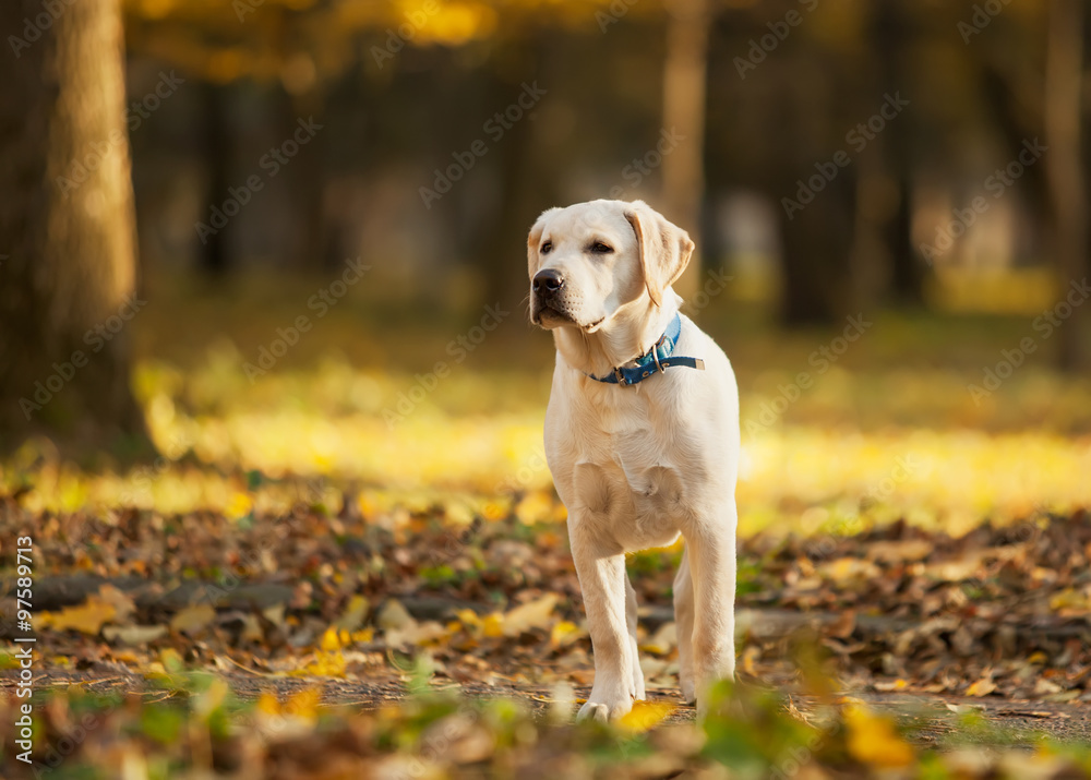 Labrador retriever in park