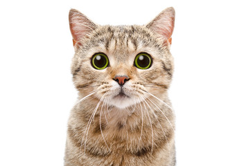 Keuken achterwand Kat Verraste Scottish Straight kat portret  © sonsedskaya