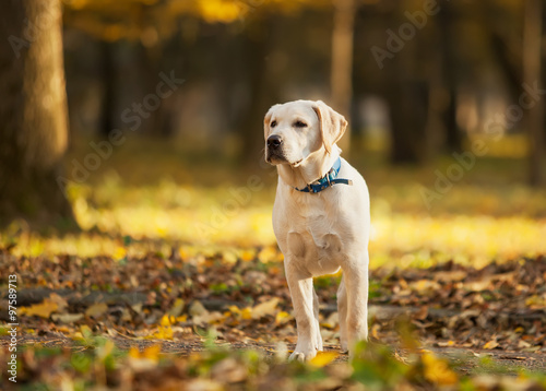 Labrador retriever in park