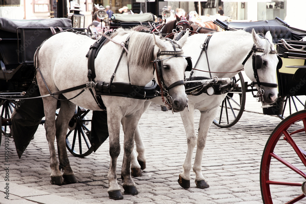 Horse-driven carriage at Hofburg palace, Vienna, Austria