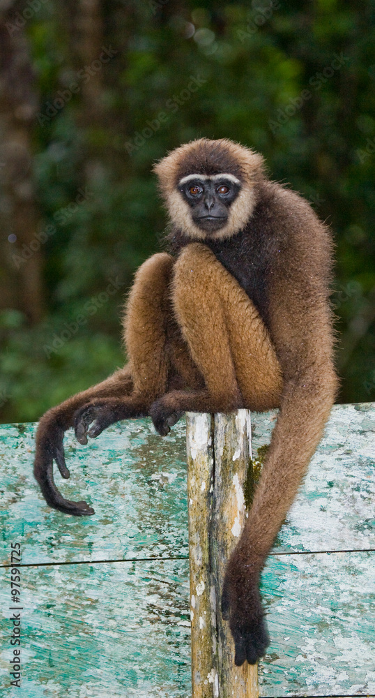 Portrait of Gibbon. Close-up. Indonesia. The island of Kalimantan (Borneo). An excellent illustration. Portrait of Gibbon. Close-up. Indonesia. The island of Kalimantan (Borneo). An excellent illustration.