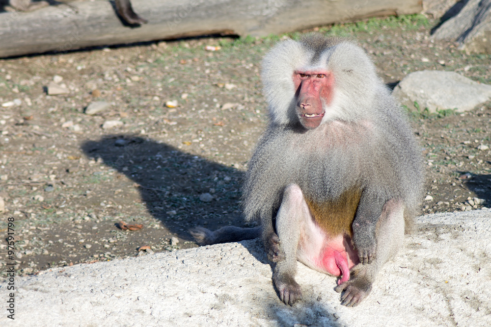 Naklejka premium baboon portrait