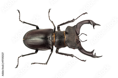 isolated stag beetle