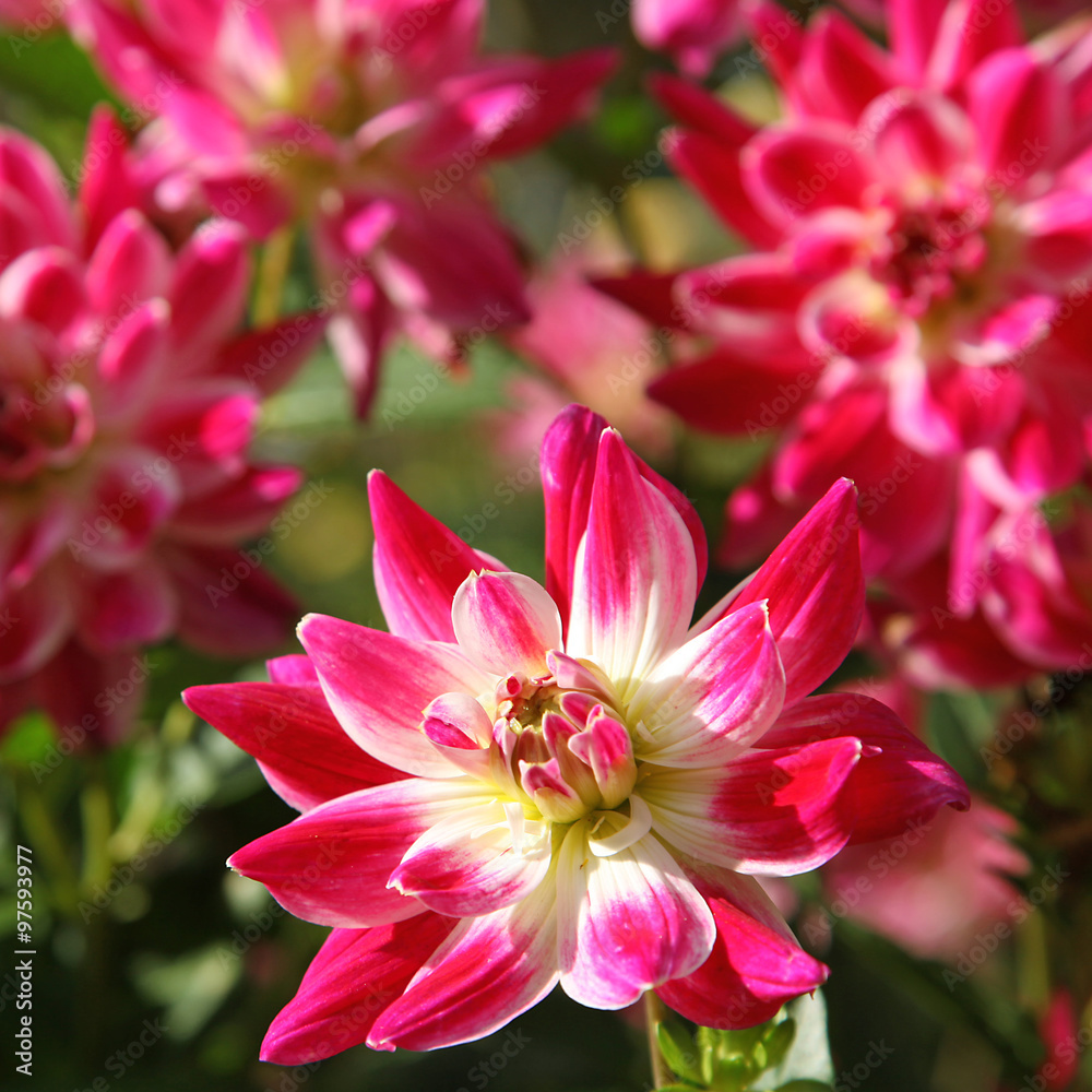 Dahlia rose Dahlia rose