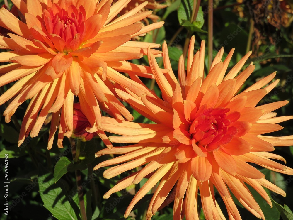 Obraz premium dahlia