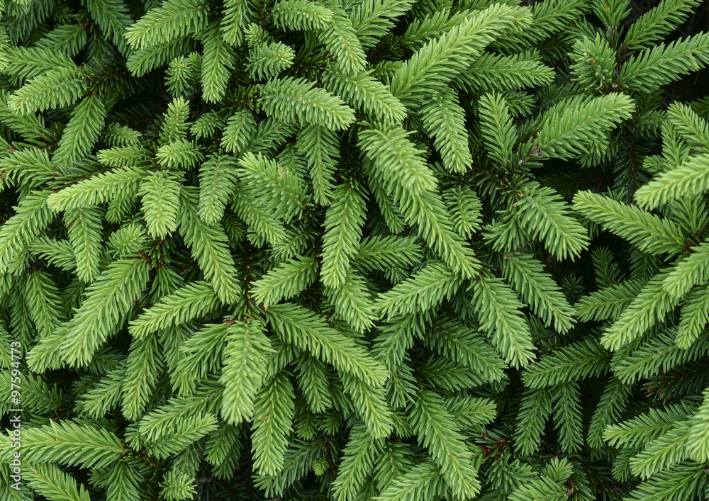 Needles of tree? like a background Needles of tree? like a background