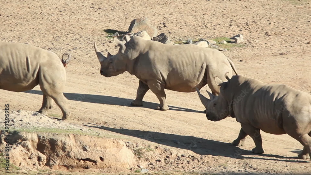 A group of Southern white rhinoceros walk along a path.
