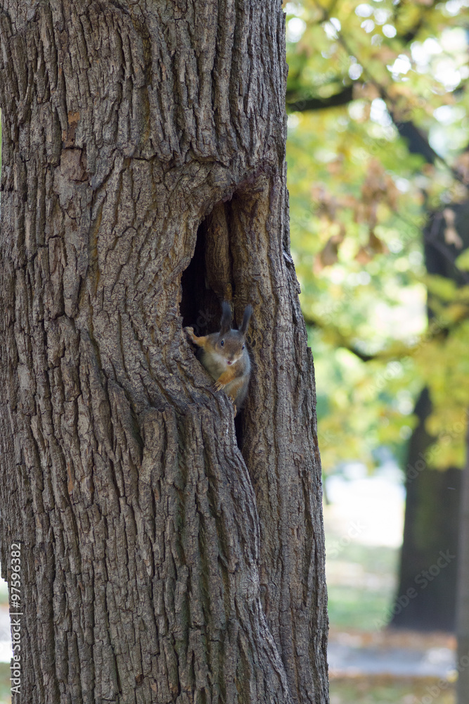 Fototapeta premium the squirrel sits in a hollow