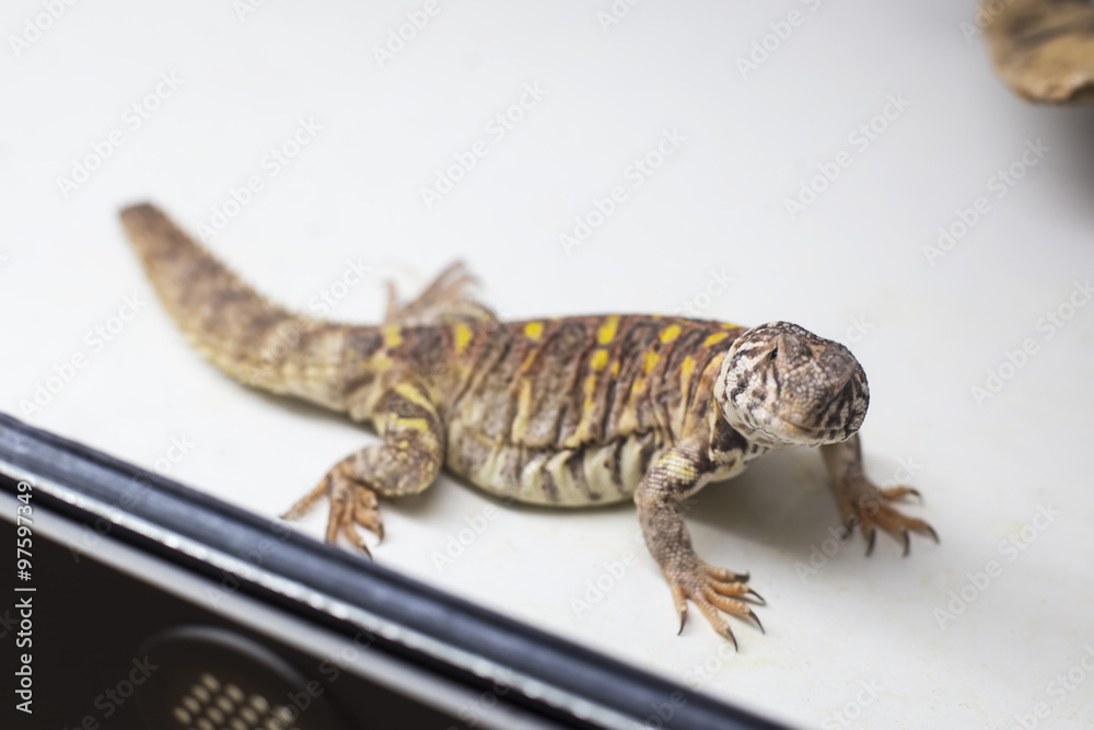 Naklejka premium Spiny tail lizard