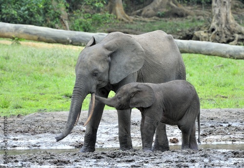 The elephant calf  with  elephant cow The African Forest Elephant  Loxodonta africana cyclotis. At the Dzanga saline  a forest clearing  Central African Republic  Dzanga Sangha