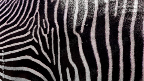 Zebra stripes, detail of wild animal hide, black and white