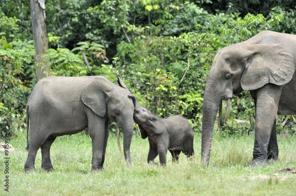 The elephant calf with elephant cow The African Forest Elephant, Loxodonta africana cyclotis. At the Dzanga saline (a forest clearing) Central African Republic, Dzanga Sangha The elephant calf with elephant cow The African Forest Elephant, Loxodonta africana cyclotis. At the Dzanga saline (a forest clearing) Central African Republic, Dzanga Sangha