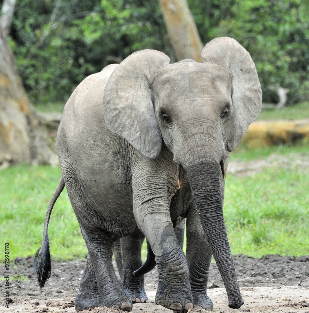  African Forest Elephant, Loxodonta africana cyclotis, of Congo Basin. At the Dzanga saline (a forest clearing) Central African Republic, Sangha-Mbaere, Dzanga Sangha