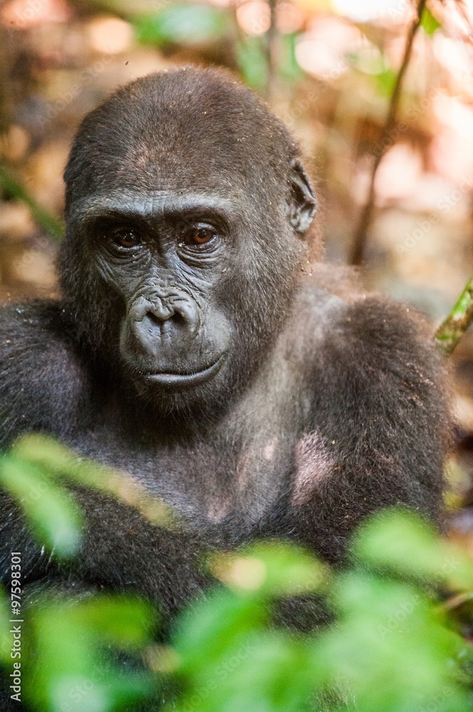 Portrait of a western lowland gorilla (Gorilla gorilla gorilla) close up at a short distance in a native habitat.