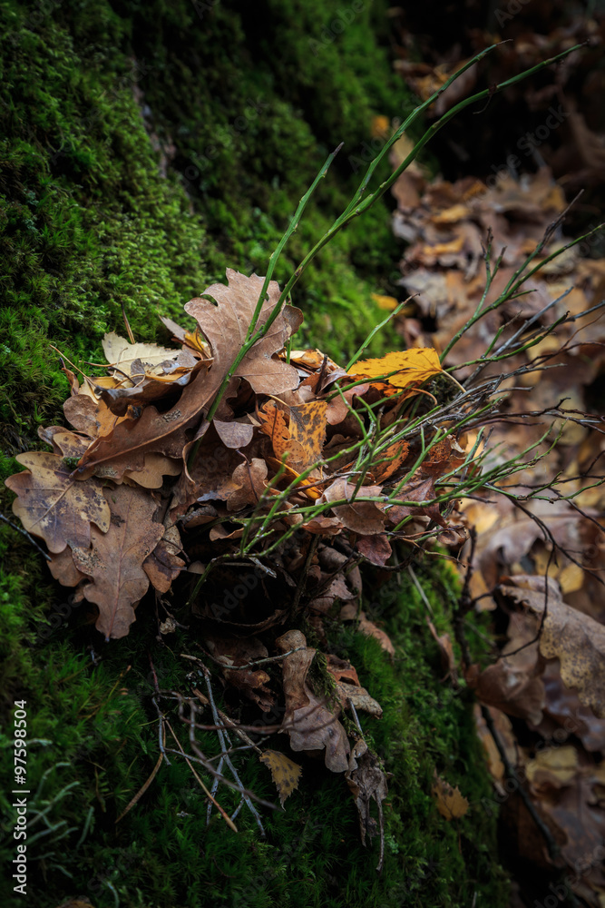 Fabulous landscape of the maple leaf on a rock with moss on the background of a waterfall Fabulous landscape of the maple leaf on a rock with moss on the background of a waterfall