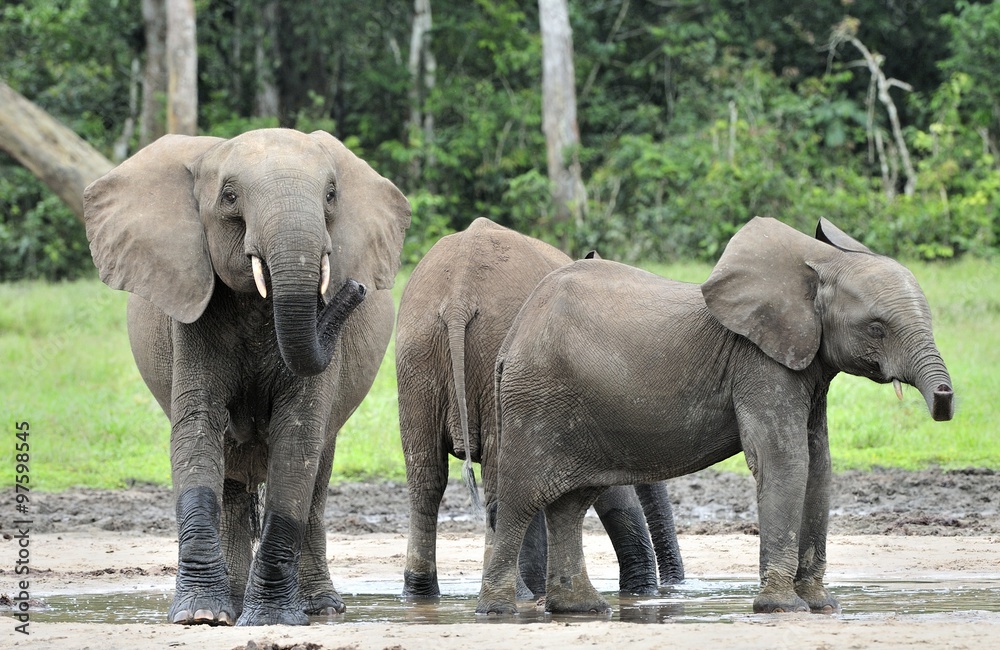 Fototapeta premium African Forest Elephant, Loxodonta africana cyclotis, of Congo Basin. At the Dzanga saline (a forest clearing) Central African Republic, Sangha-Mbaere, Dzanga Sangha