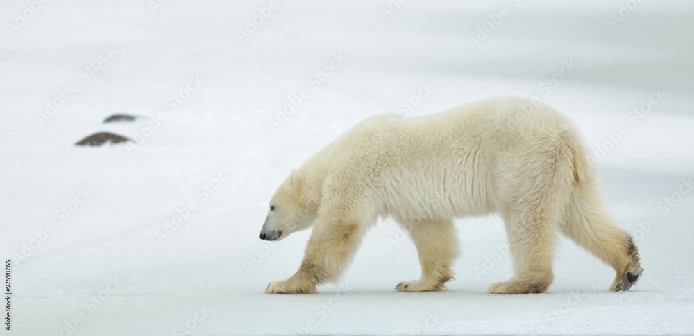 The adult male polar bear (Ursus maritimus) walking on snow. The adult male polar bear (Ursus maritimus) walking on snow.