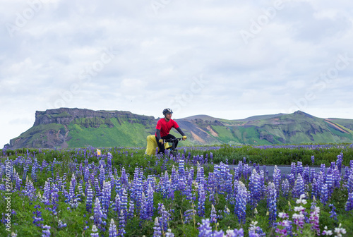 Biker with lupine during icelandic trip at summer time 
