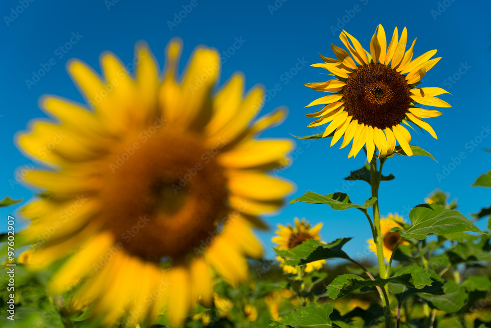 Sunflower field and blue sky in background. Sunflower field and blue sky in background.