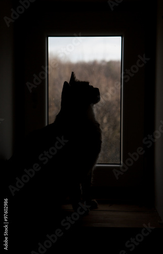 Black cat silhouette 