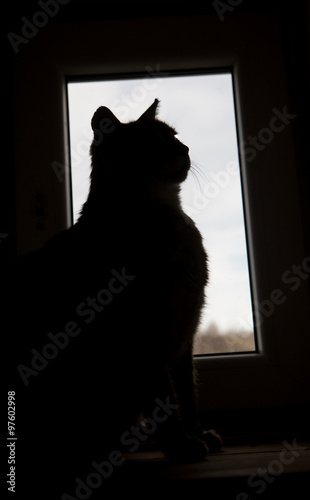 Black cat silhouette 