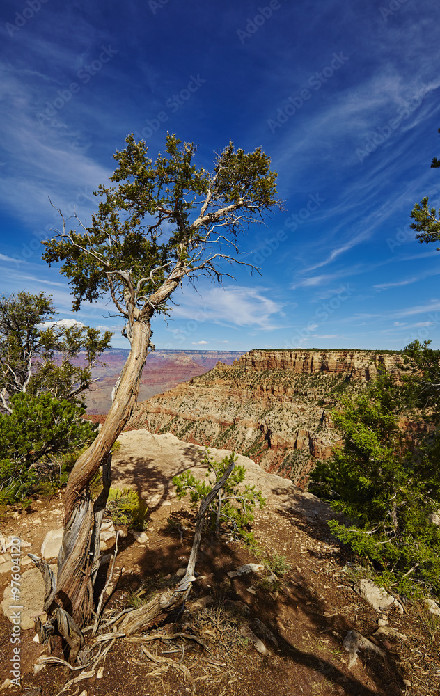 Grand Canyon, gewundene Baum