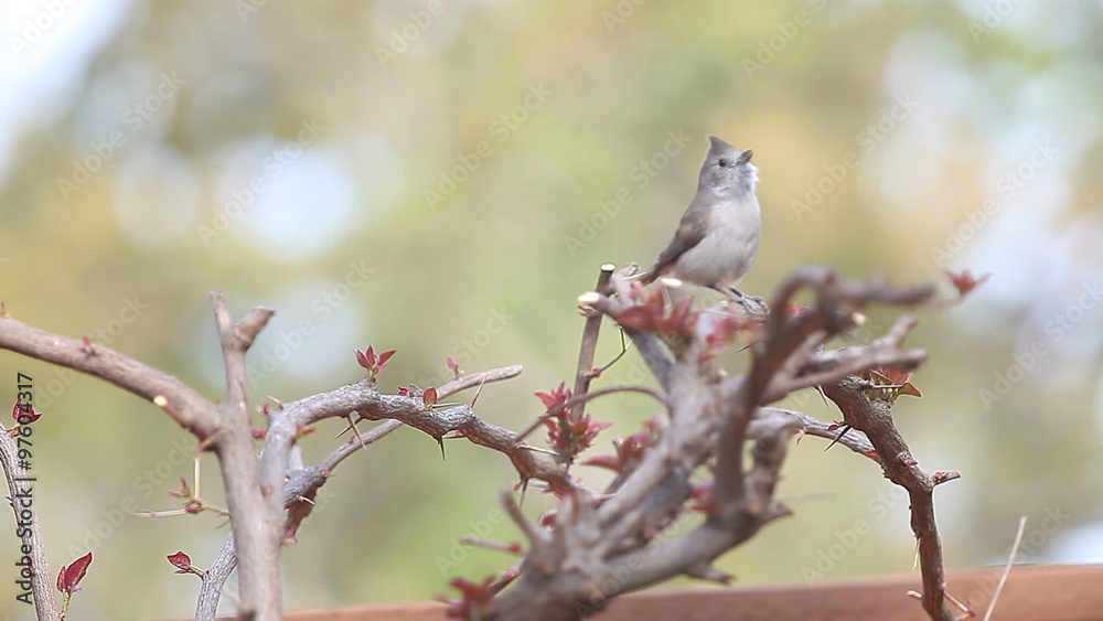 Lively tufted titmouse bird hops around a shrub in spring. Lively tufted titmouse bird hops around a shrub in spring.