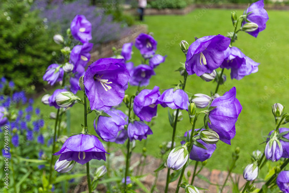 Beautiful violet flowers in the garden