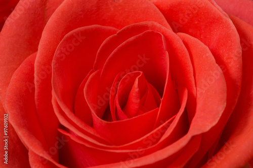 Close up macro of a red rose