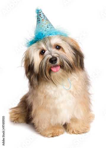 Fototapeta Naklejka Na Ścianę i Meble -  Cute happy Bichon Havanese puppy dog in a blue party hat