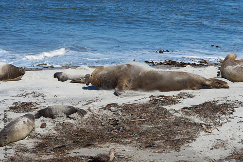 Male Southern Elephant Seal (Mirounga leonina) racing across the sand to confront a rival male during the breeding season on Sealion Island in the Falkland Islands.