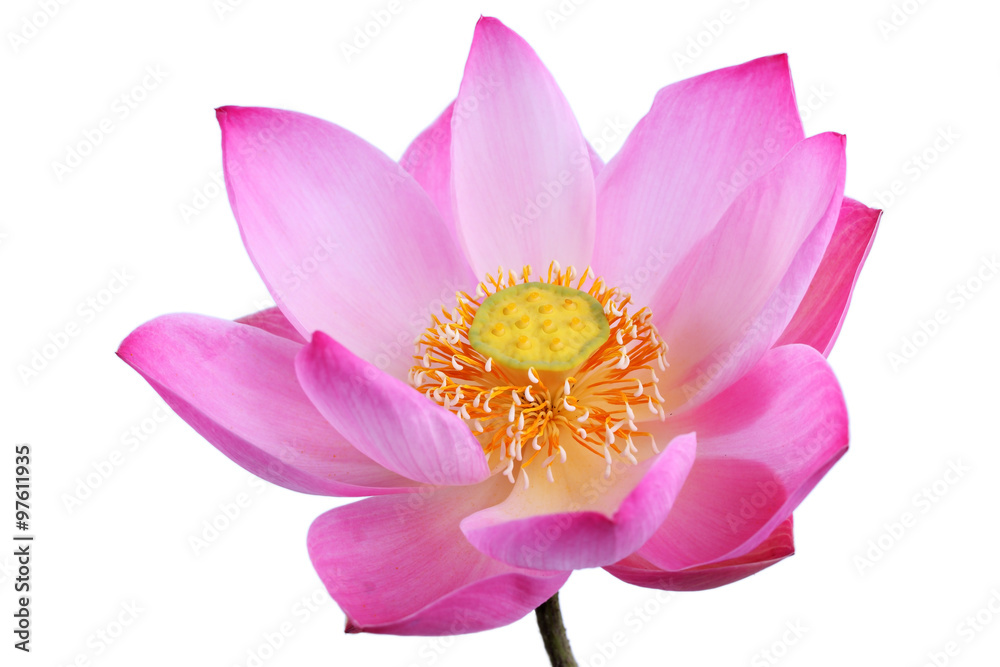 lotus flower isolated on white background.