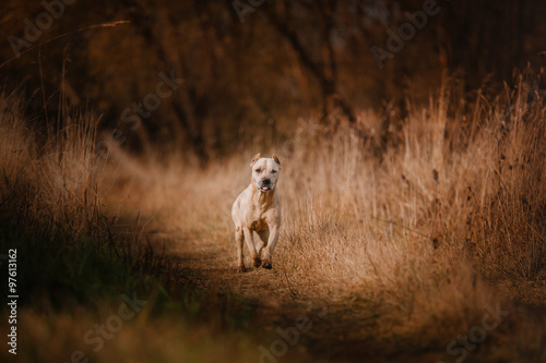 Pit bull dog on the nature