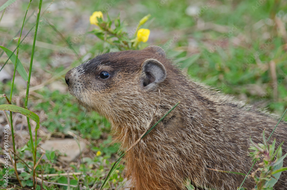 Fototapeta premium Marmotte commune