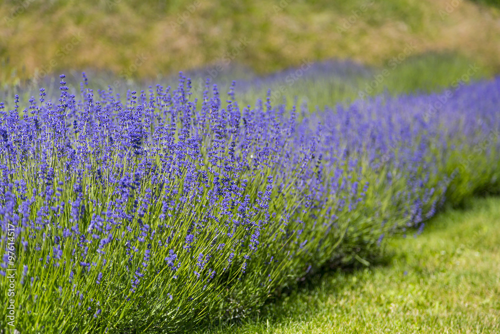 Obraz premium View of Fresh Lavender in Fields