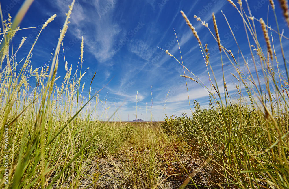 Obraz premium Grand Canyon, hohes Gras