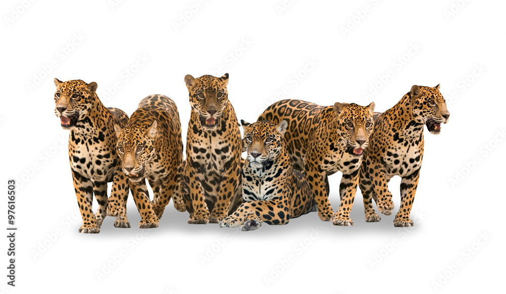 Naklejka premium group of jaguar