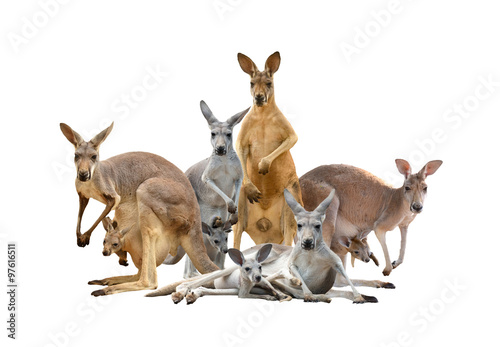 group of kangaroo