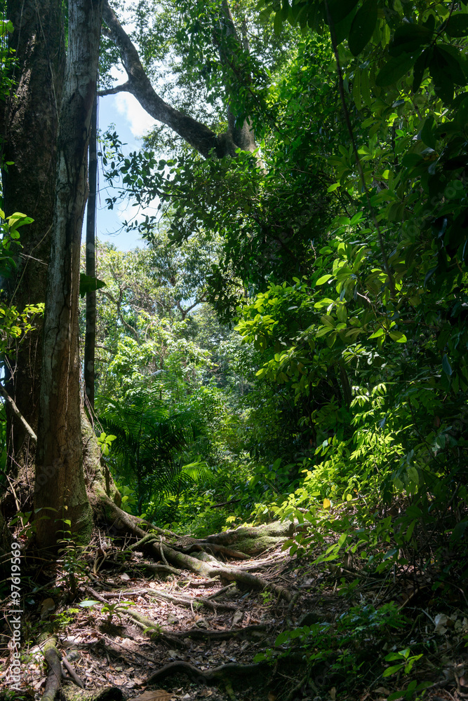 View of trees growing in forest, Trinidad, Trinidad and Tobago View of trees growing in forest, Trinidad, Trinidad and Tobago