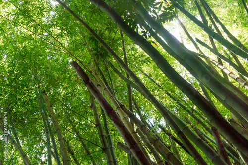Low angle view of bamboo trees growing in forest, Trinidad, Trinidad and Tobago