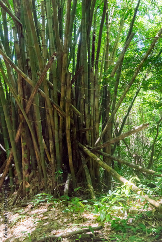 Bamboo trees growing in forest, Trinidad, Trinidad and Tobago