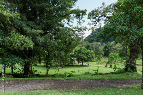 Trees on field in a forest, Costa Rica