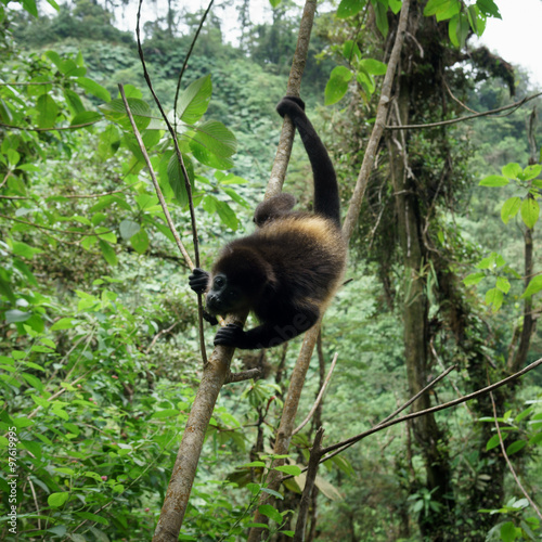 Black howler monkey (Alouatta caraya) climbing on tree in a tropical forest, Costa Rica © bruno135_406