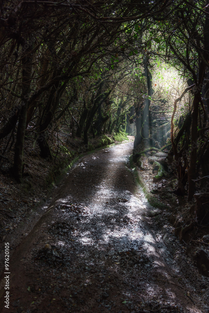 Dirt road passing through dense forest, Costa Rica Dirt road passing through dense forest, Costa Rica