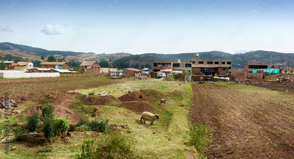 Two sheep in field with houses in background, Cusco, Peru Two sheep in field with houses in background, Cusco, Peru