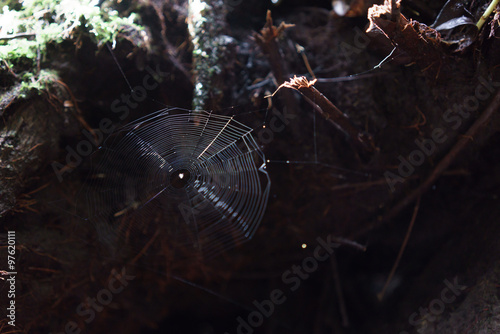 Close-up of spider web, Costa Rica