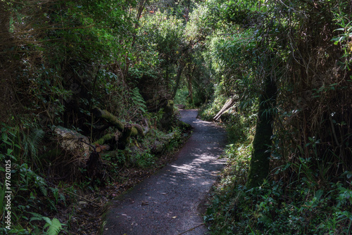 Dirt road passing through dense forest  Costa Rica